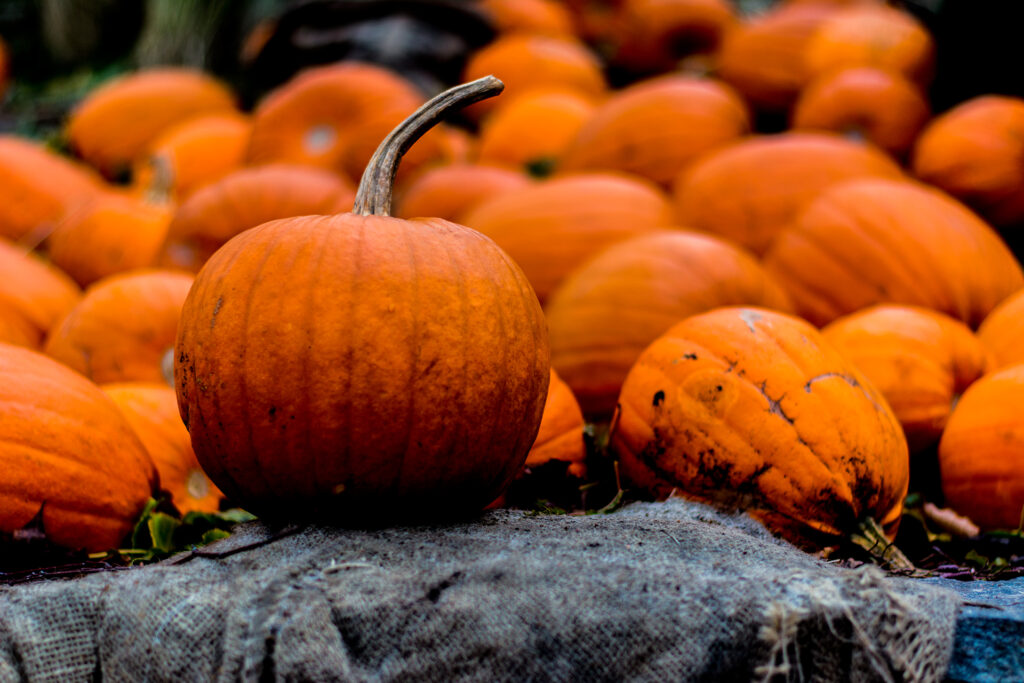 A pumpkin patch with a bunch of orange pumpkins toppled over and one pumpkin at the forefront, upright and spherically shaped.